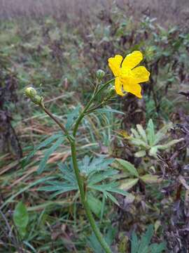 Image of Ranunculus polyanthemos L.