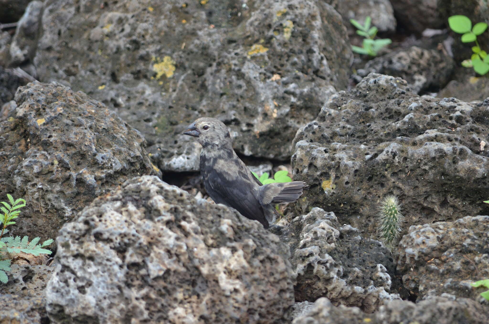 Image of Medium Ground Finch