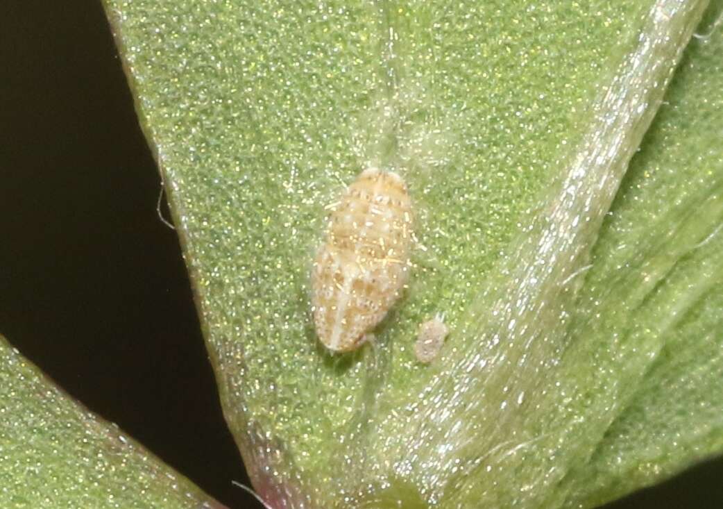 Image of Puerto rican planthopper