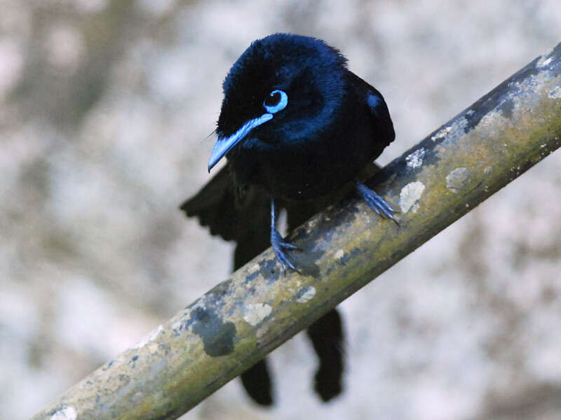 Image of Seychelles Black Paradise Flycatcher