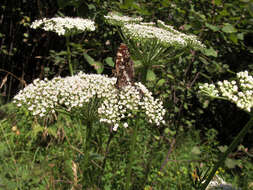 Plancia ëd Selinum carvifolia (L.) L.