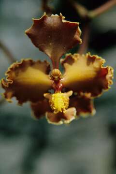 Image of Cyrtochilum tumiferum Königer