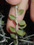 Image of Eremophila maculata (Ker-Gawler) F. Muell.