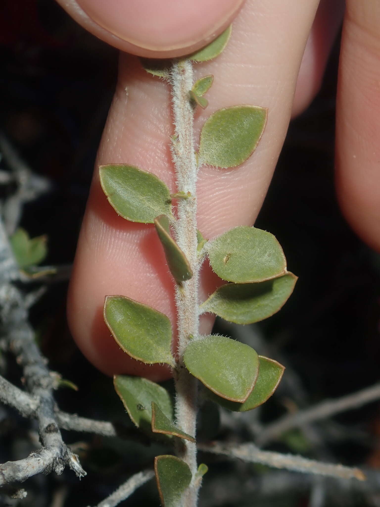 Image of Eremophila maculata (Ker-Gawler) F. Muell.