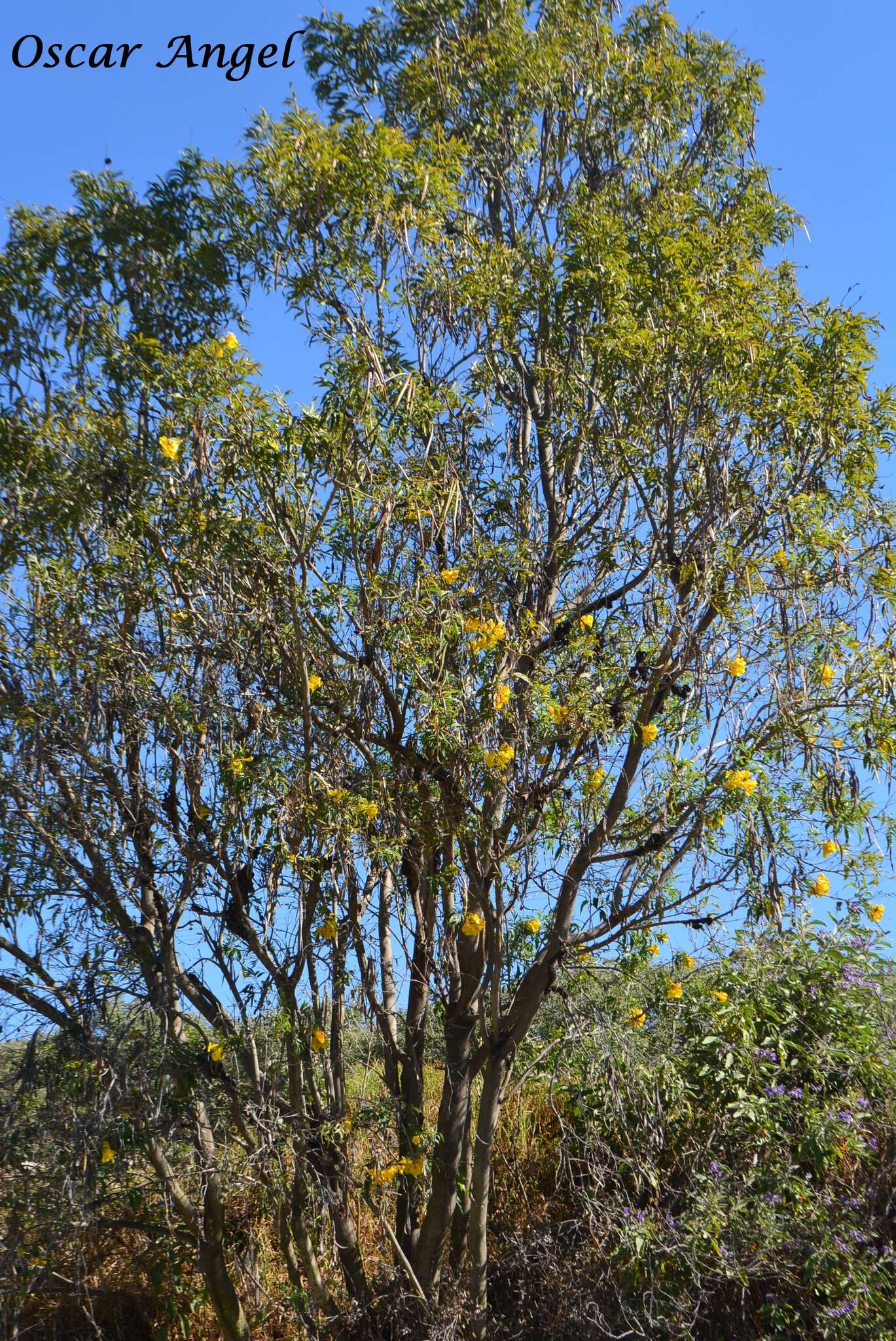 Image of Yellow bells