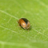 Image of Loew's Lady Beetle