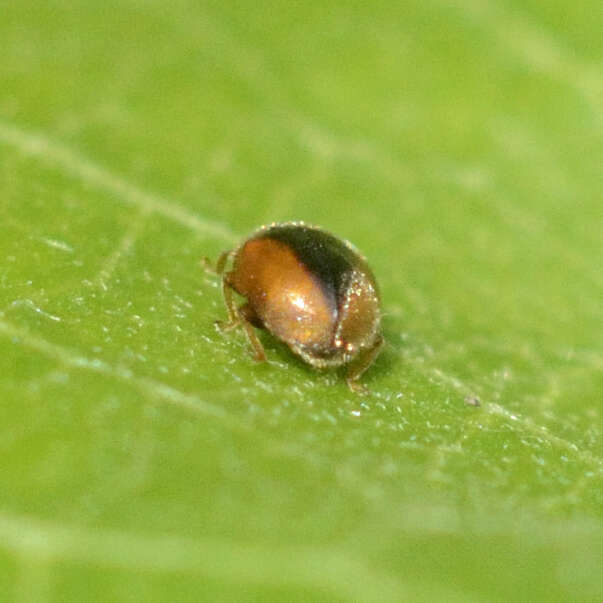 Image of Loew's Lady Beetle