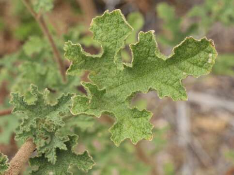 Image of Anisodontea reflexa (Wendl.) D. M. Bates