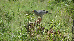 Image of Eastern Chanting Goshawk