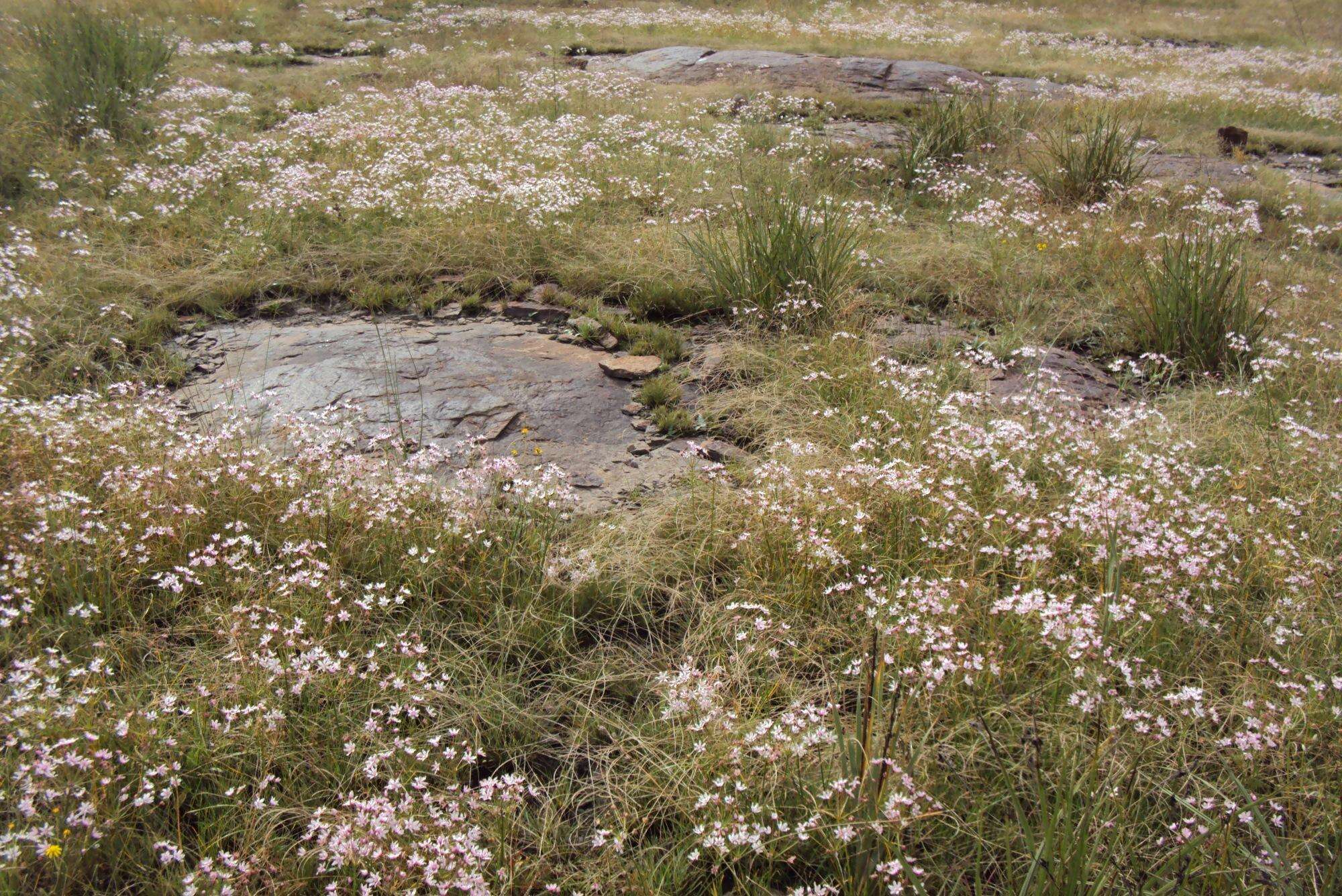 Image of Nerine gracilis R. A. Dyer