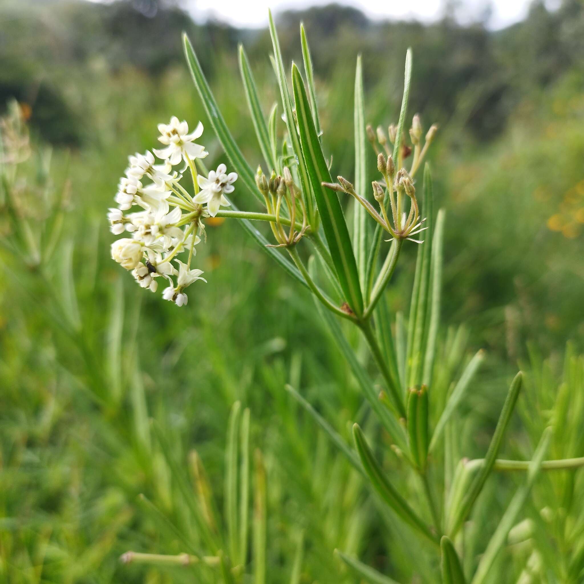 Слика од Asclepias fascicularis Decne.