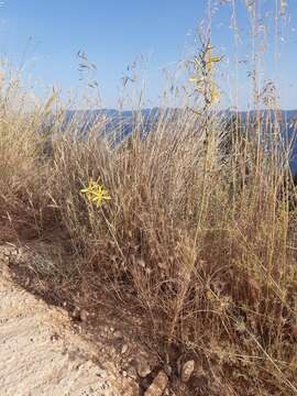 Image of Asphodeline liburnica (Scop.) Rchb.