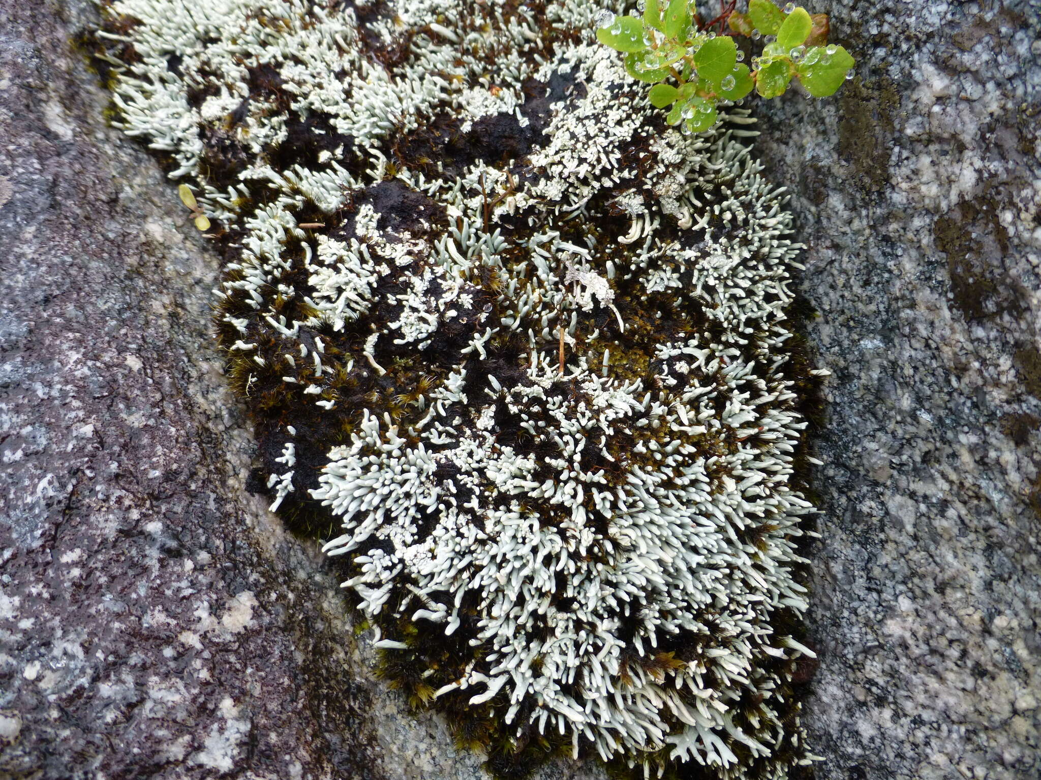 Image of whitefingers lichen