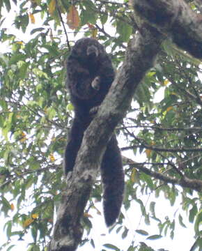 Image of Monk Saki