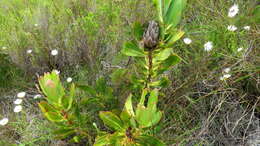 Imagem de Protea speciosa (L.) L.