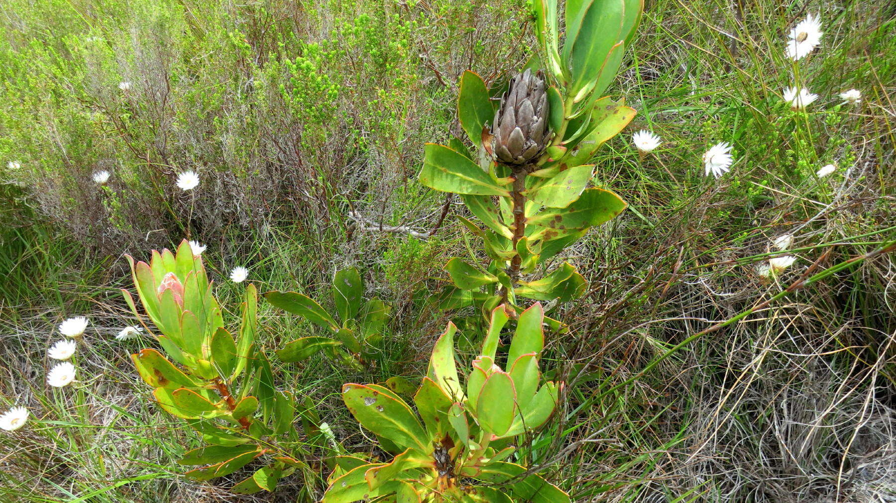 Imagem de Protea speciosa (L.) L.