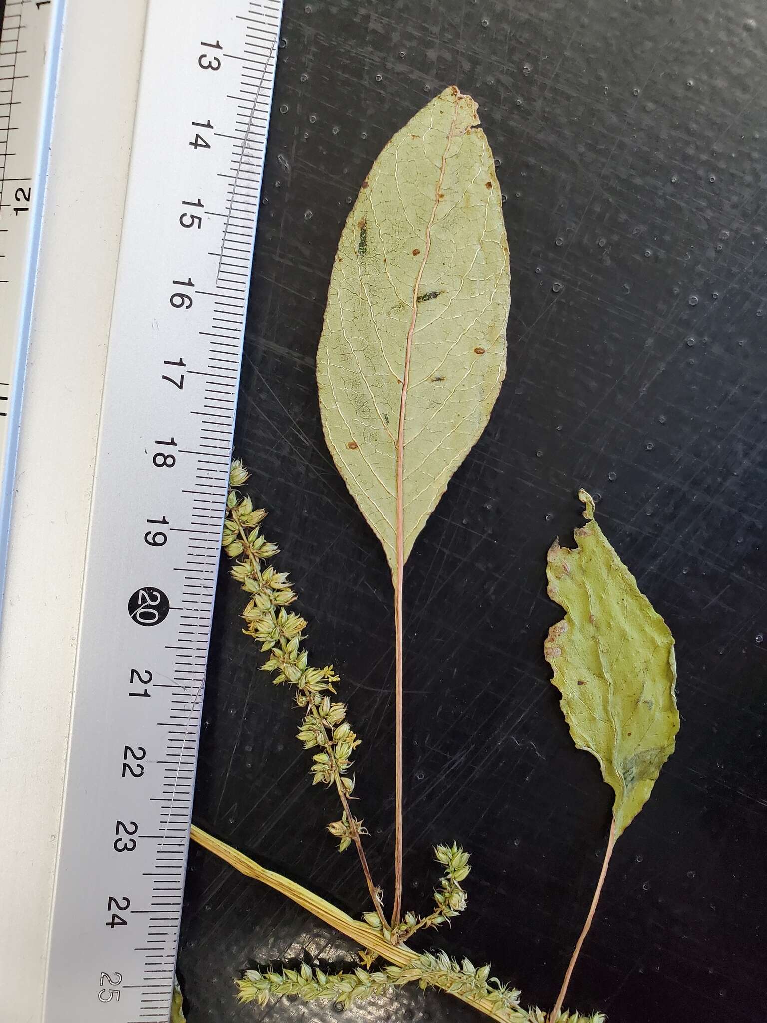 Image of Amaranthus tuberculatus (Moq.) Sauer