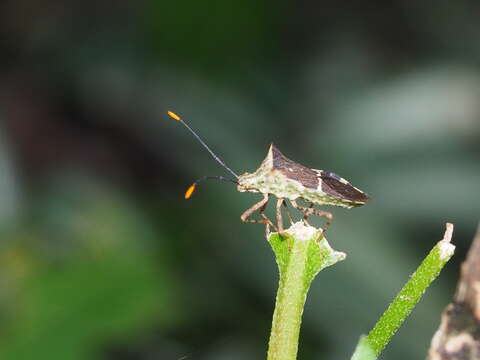 صورة Cletomorpha simulans Hsiao 1963