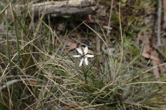 Sivun Wurmbea uniflora (R. Br.) T. D. Macfarl. kuva