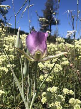 Image of broad-fruit mariposa-lily