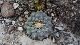 Image of lophophora