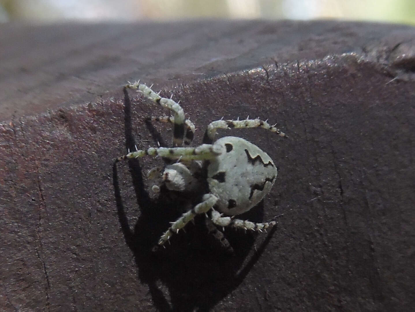 Image of Humpbacked orbweaver