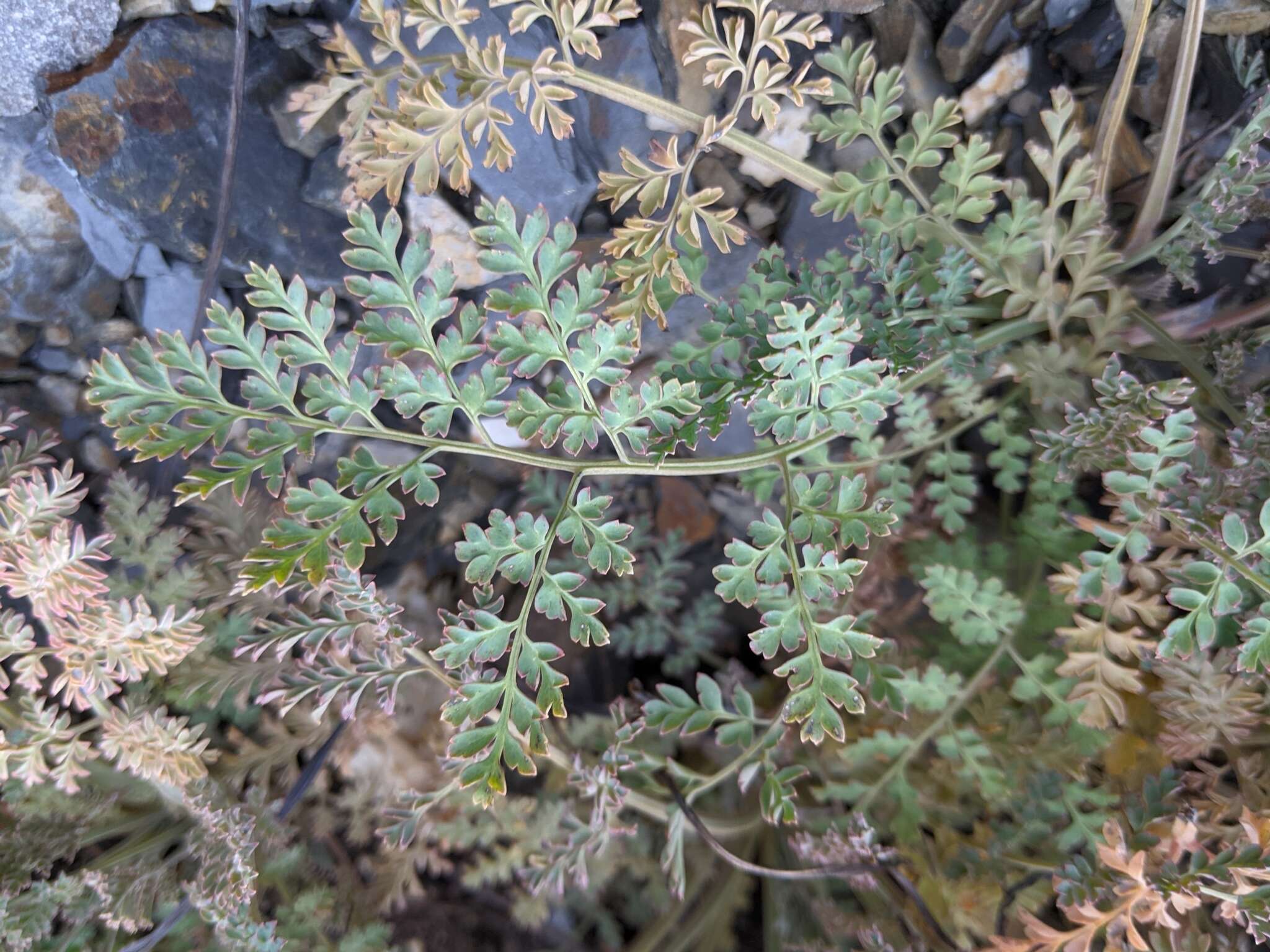 Image of Corydalis ophiocarpa Hook. fil. & Thomson