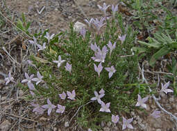 Sivun Houstonia acerosa var. acerosa kuva