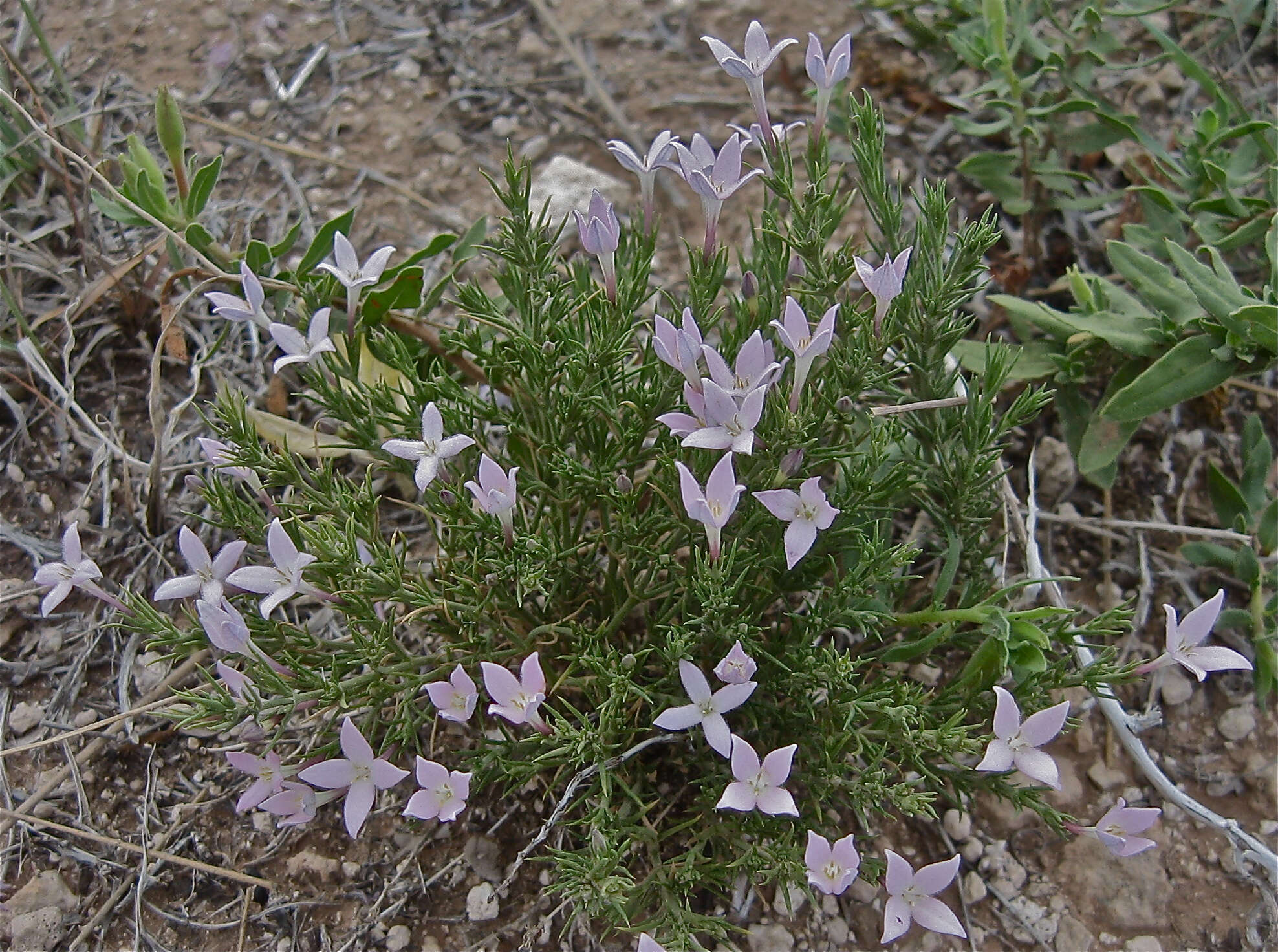 Sivun Houstonia acerosa var. acerosa kuva