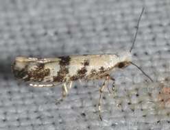 Image of Argyresthia austerella Zeller 1873