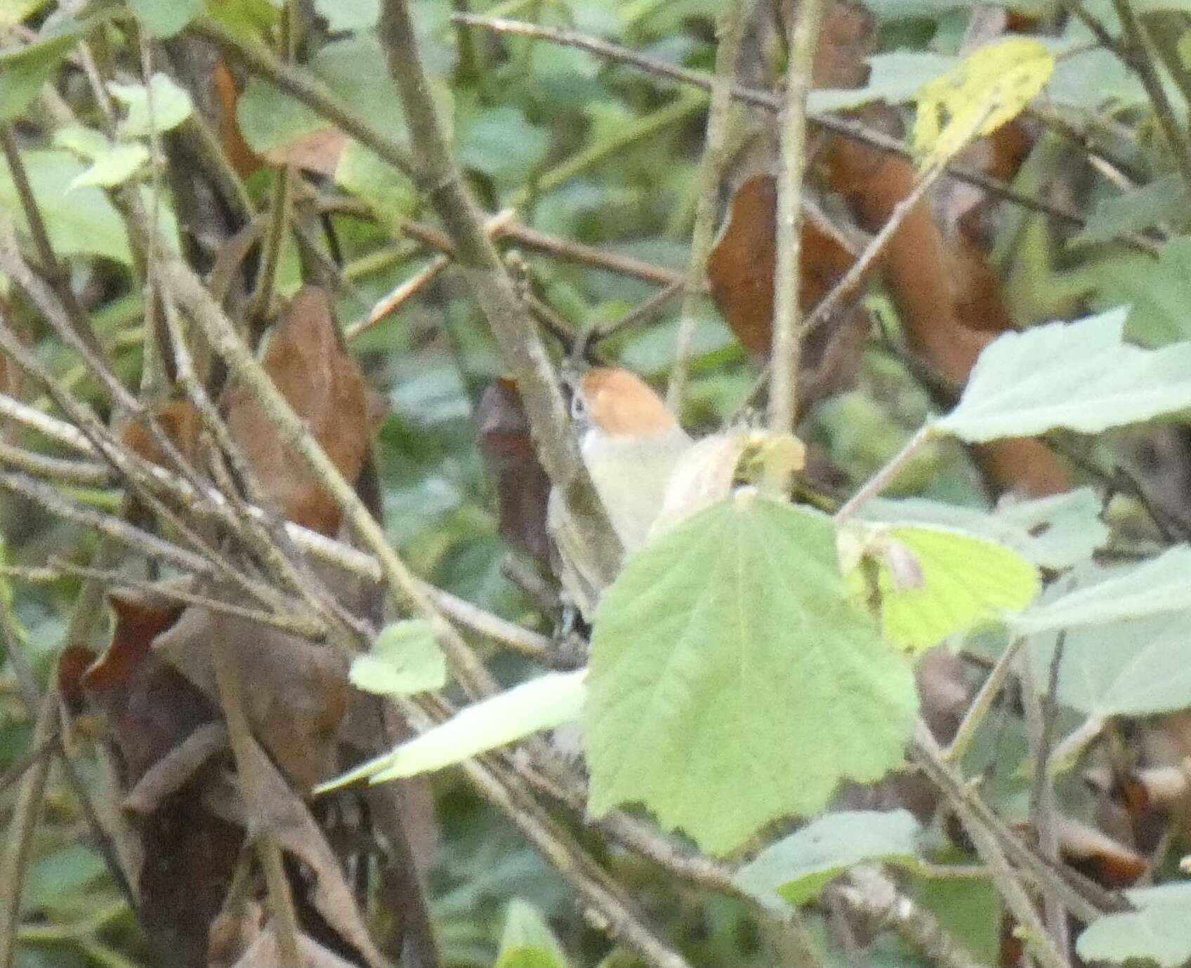 Image of Rufous-crowned Greenlet