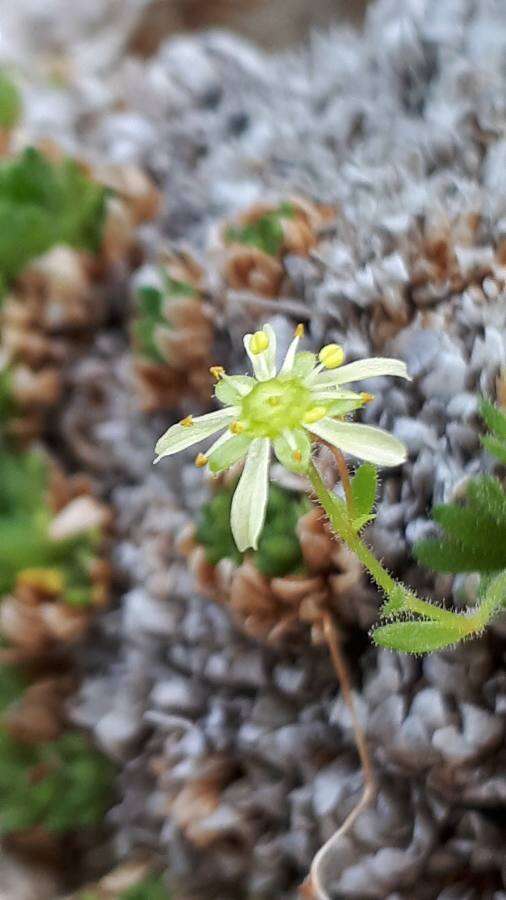 Image of Saxifraga presolanensis Engler