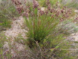 Image of Thamnochortus lucens (Poir.) H. P. Linder