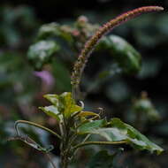 Imagem de Acalypha angatensis Blanco