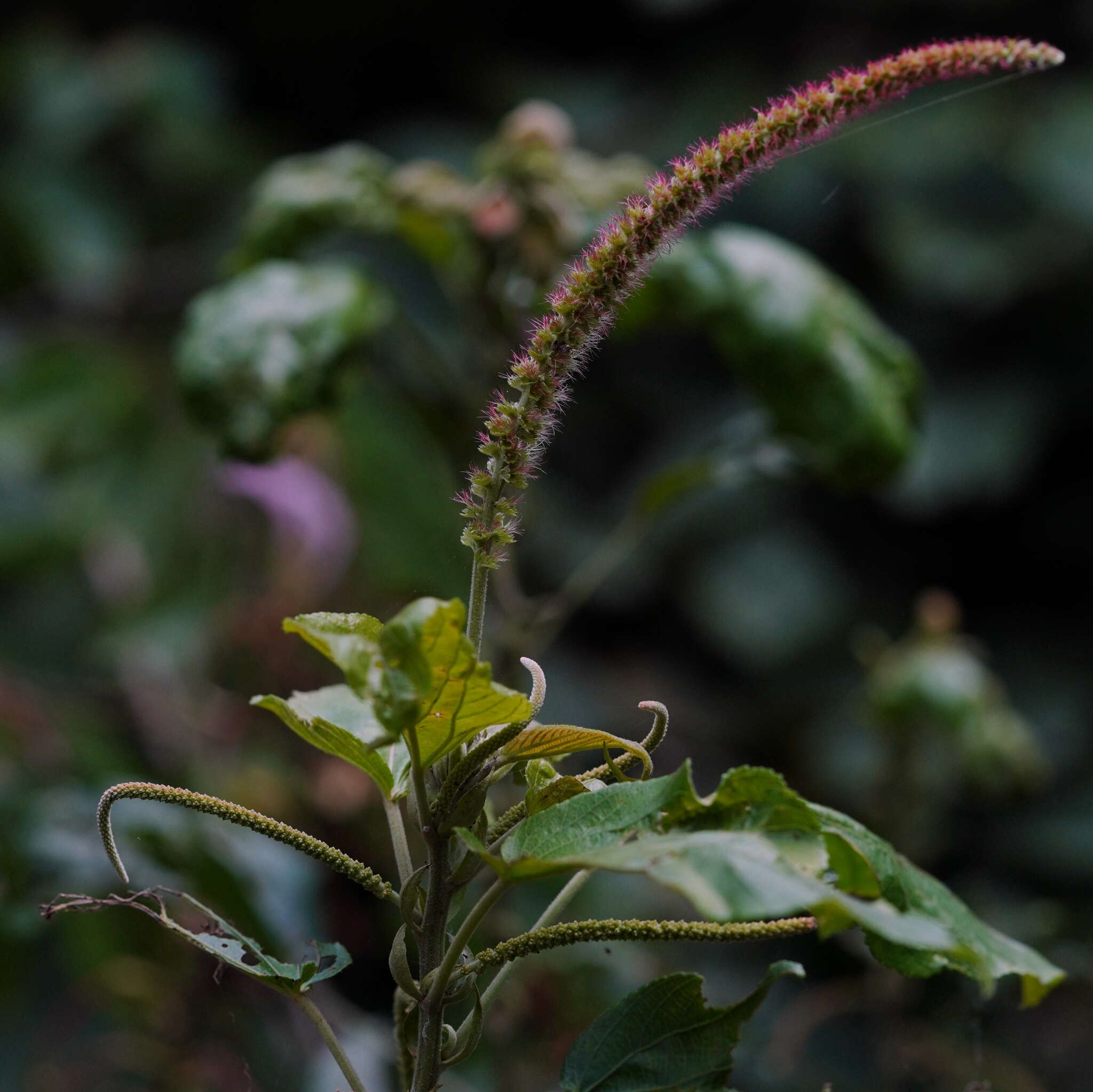 Imagem de Acalypha angatensis Blanco