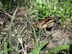 Sivun Litoria nigrofrenata (Günther 1867) kuva