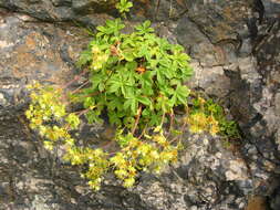 Imagem de Potentilla brachypetala Fisch. & Mey. ex Lehm.