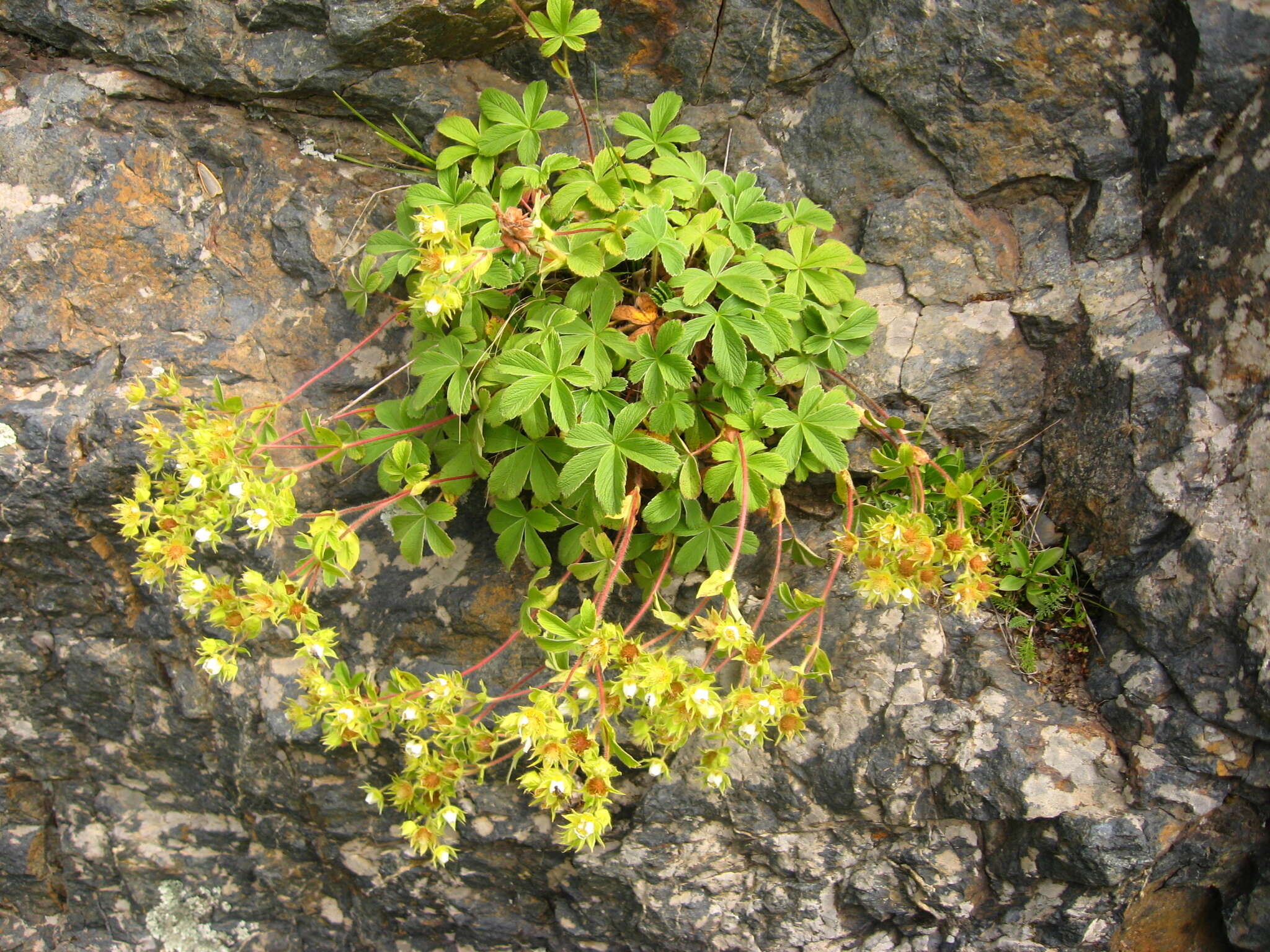 Image of Potentilla brachypetala Fisch. & Mey. ex Lehm.