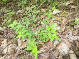 Imagem de Galium latifolium Michx.