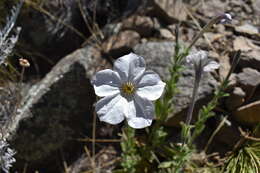 صورة Petunia axillaris subsp. subandina T. Ando