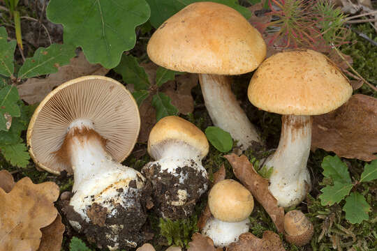 Image of Cortinarius cliduchus Secr. ex Fr. 1838