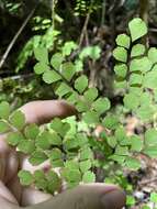 Image of fragile maidenhair