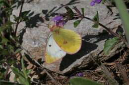 Image of Mountain Clouded Yellow