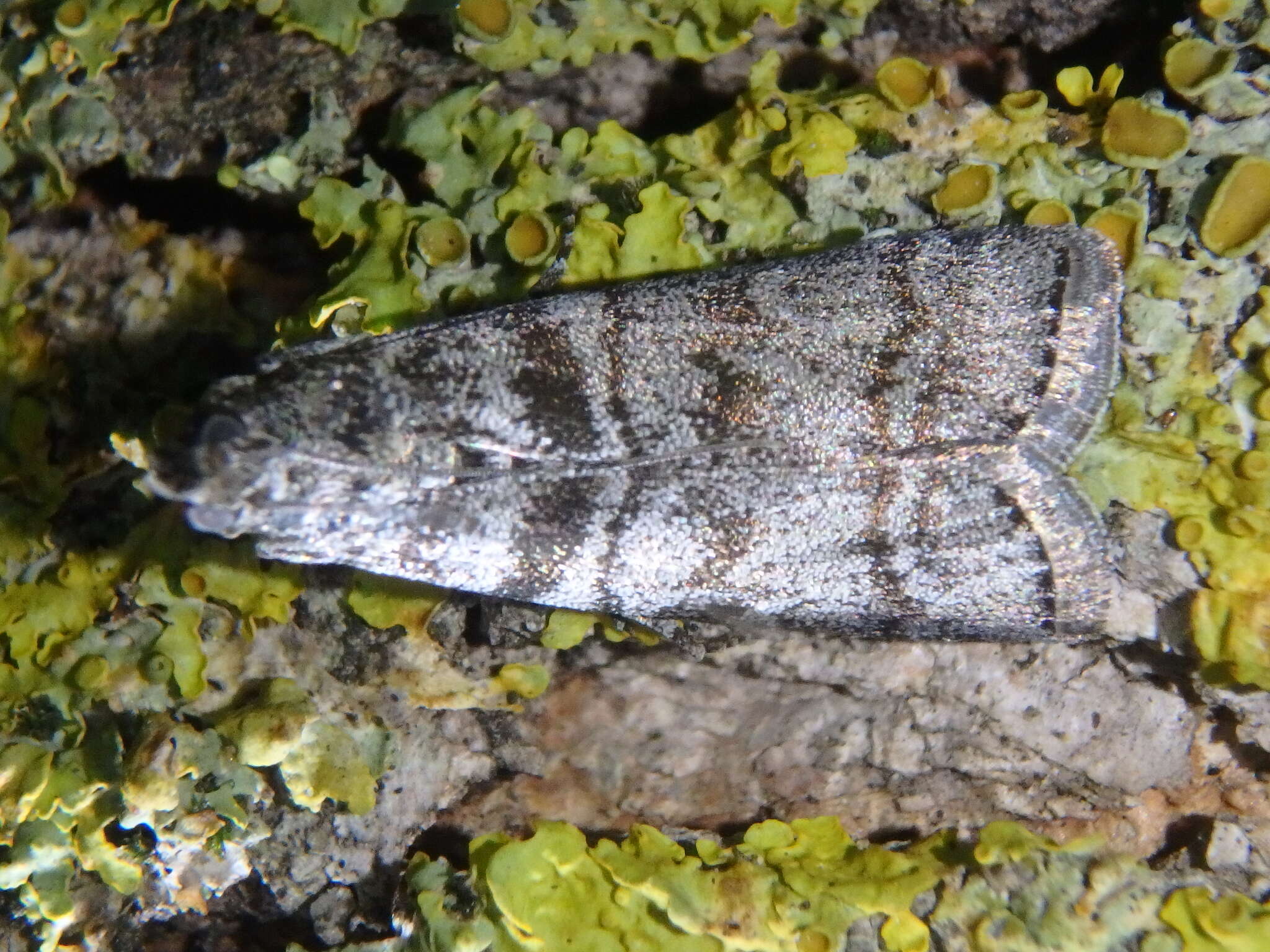 Image of Dioryctria mendacella Staudinger 1859