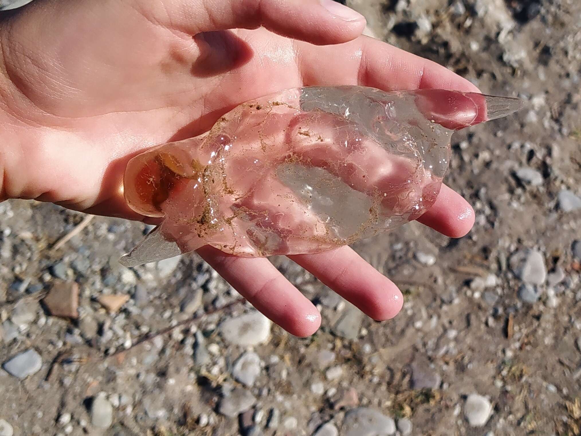 Image of common salp