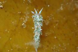 Image of Tularia bractea (Burn 1962)