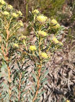 Image of Leucadendron modestum I. Williams