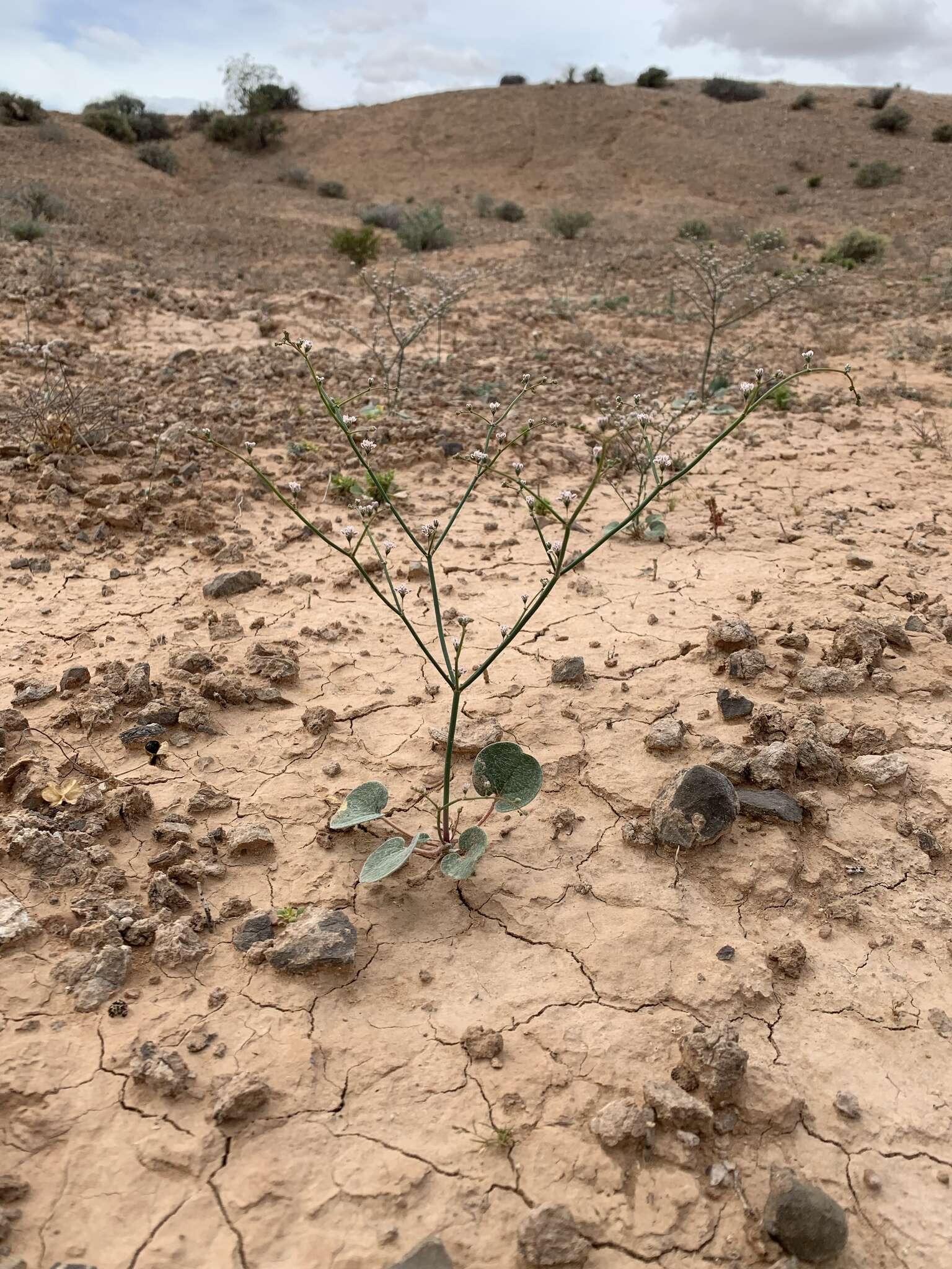 Image of Eriogonum exaltatum M. E. Jones