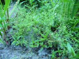 Image of three-petal bedstraw