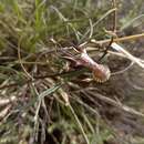 Image of Ceropegia filiformis (Burch.) Schltr.